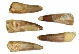 Lot: -, Bargain Spinosaurus Teeth - Pieces #82622-1